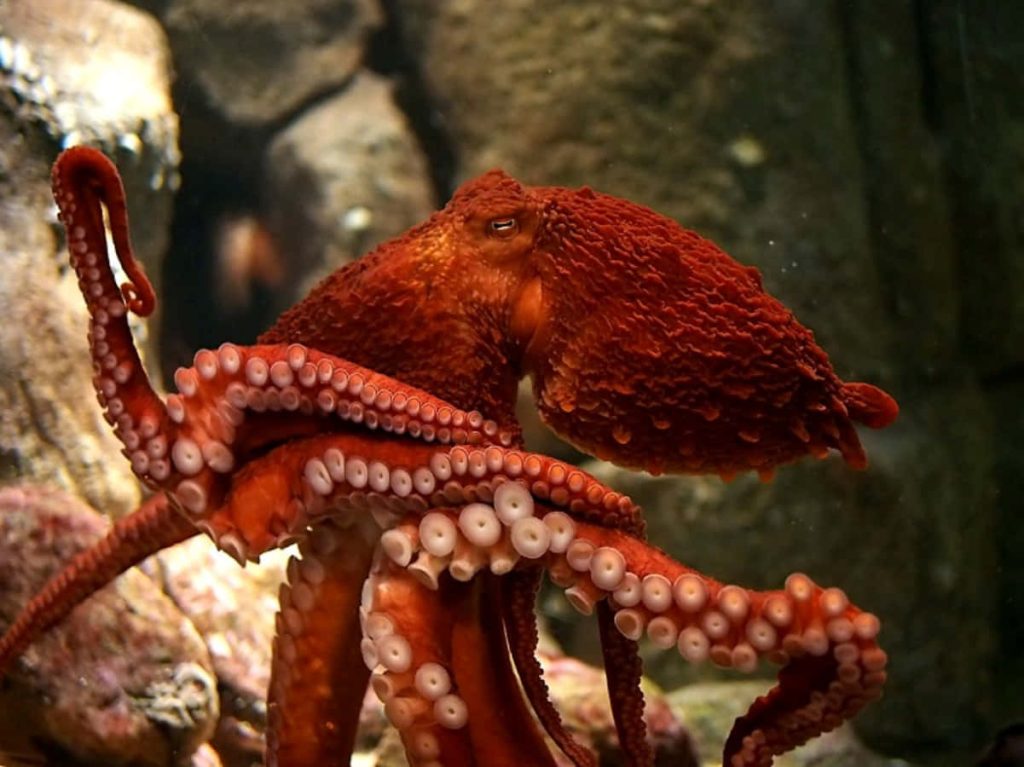 High-resolution Giant Pacific Octopus underwater wallpaper with rich red hues and textured skin