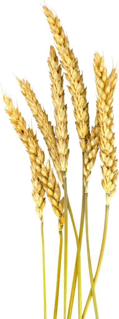 Vivid Golden Wheat Stalks Wallpaper Background for Nature Designs
