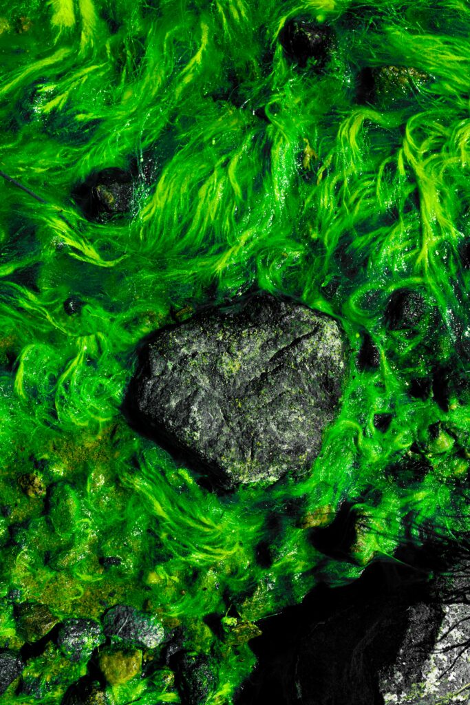 Vivid green algae and moss on rugged underwater stones creating textured natural pattern wallpaper