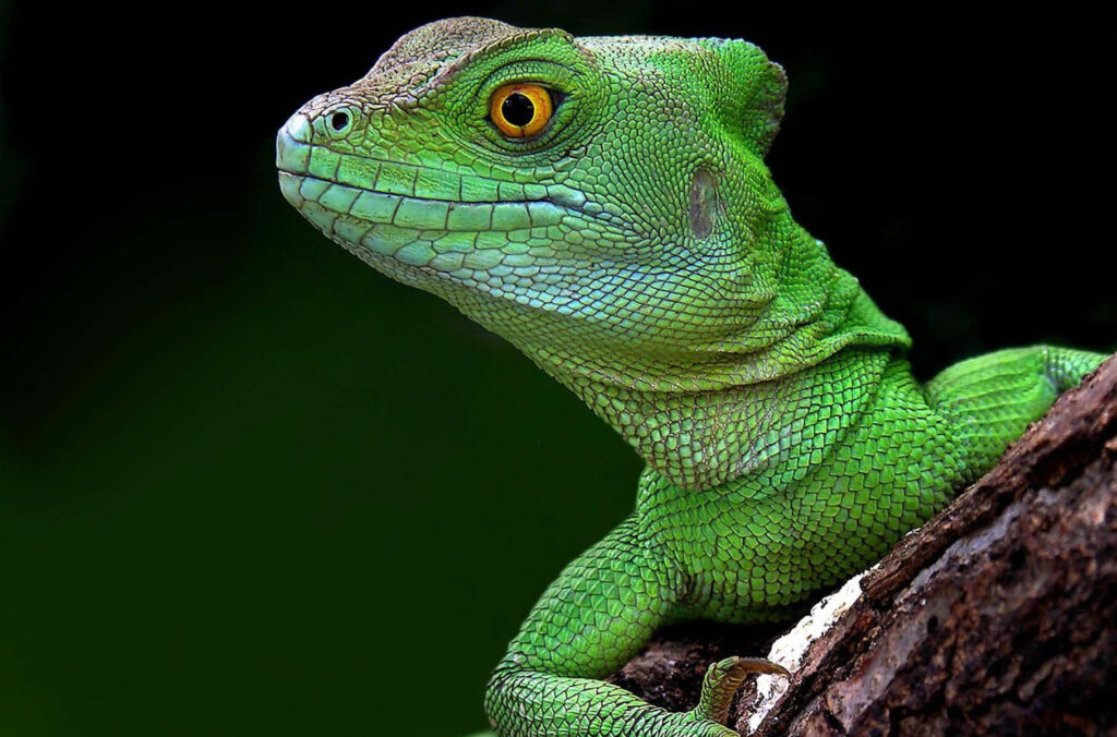 Green Basilisk Lizard portrait with vivid scales and detailed facial features on dark background Wallpaper