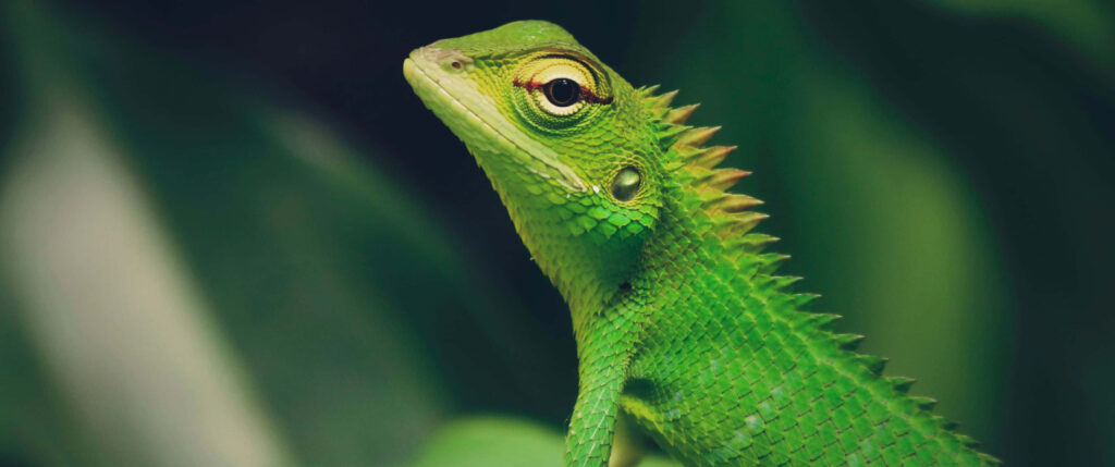 Close-Up of a Green Crested Lizard with Intricate Scales and Eye Wallpaper