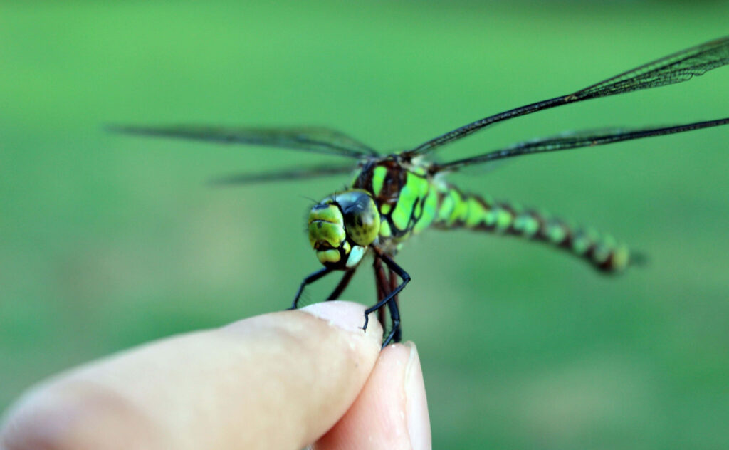 Vivid Green Dragonfly Close-Up on Finger - Nature Wallpaper
