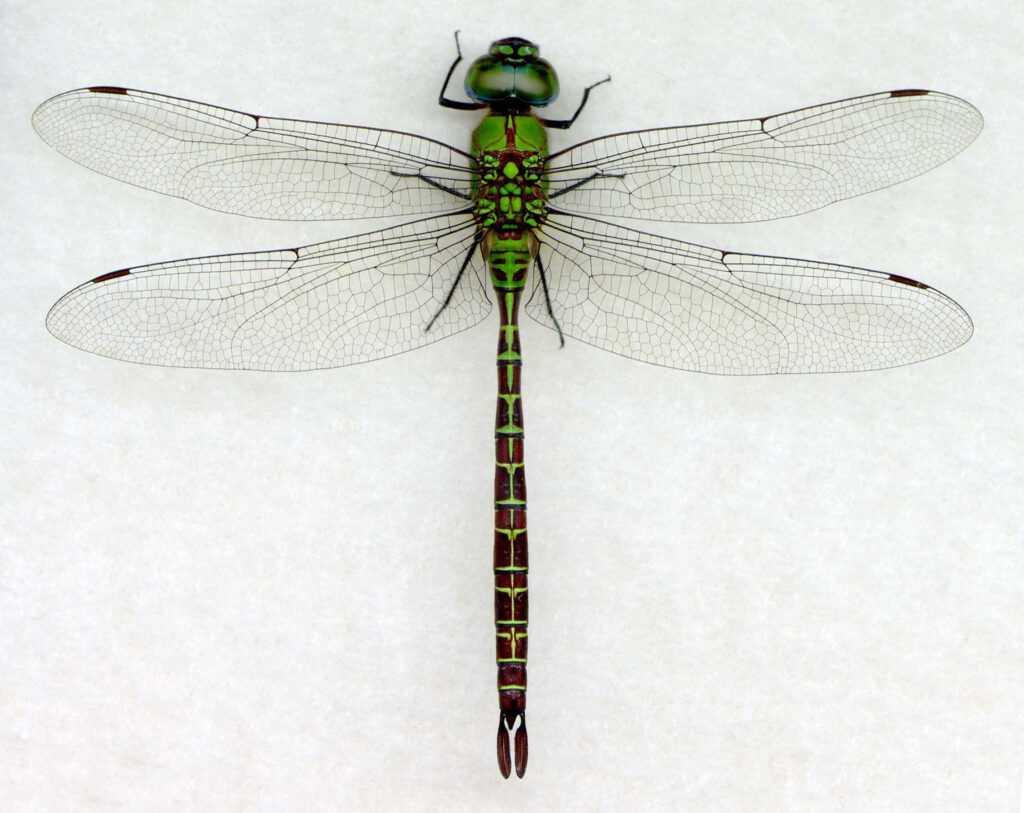 Intricate Green Dragonfly Wallpaper Background - Elegant Insect Design