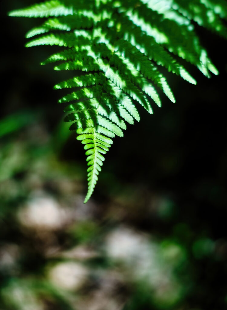 Vivid green fern leaf with intricate shadows and soft light on blurred natural background wallpaper