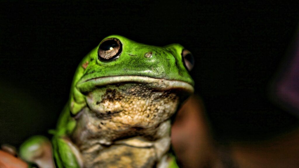 Vivid Green Frog Wallpaper on Dark Background - 1920x1080
