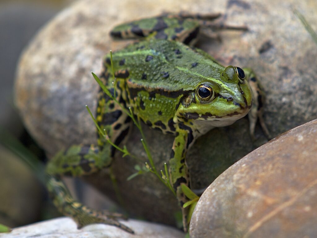 Vivid Green Frog on Smooth Stone - Serene Natural Wallpaper