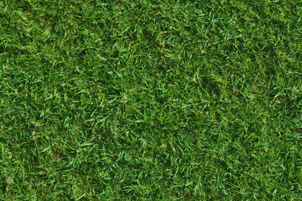 Vivid Green Grass Texture Wallpaper for Nature-Inspired Designs