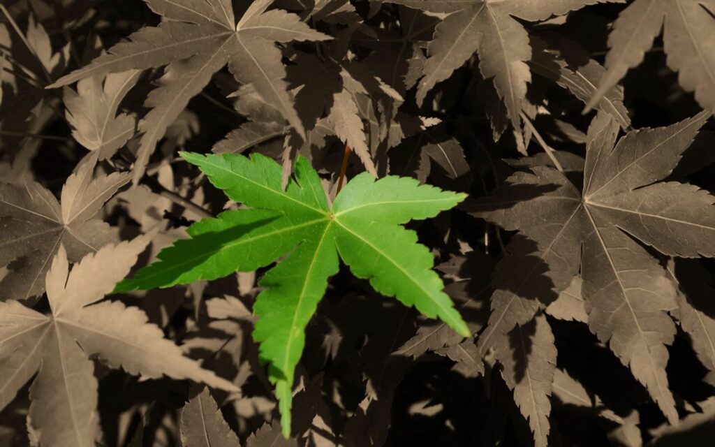 Bright green leaf contrasted against brown leaves symbolizing nature renewal and freshness wallpaper
