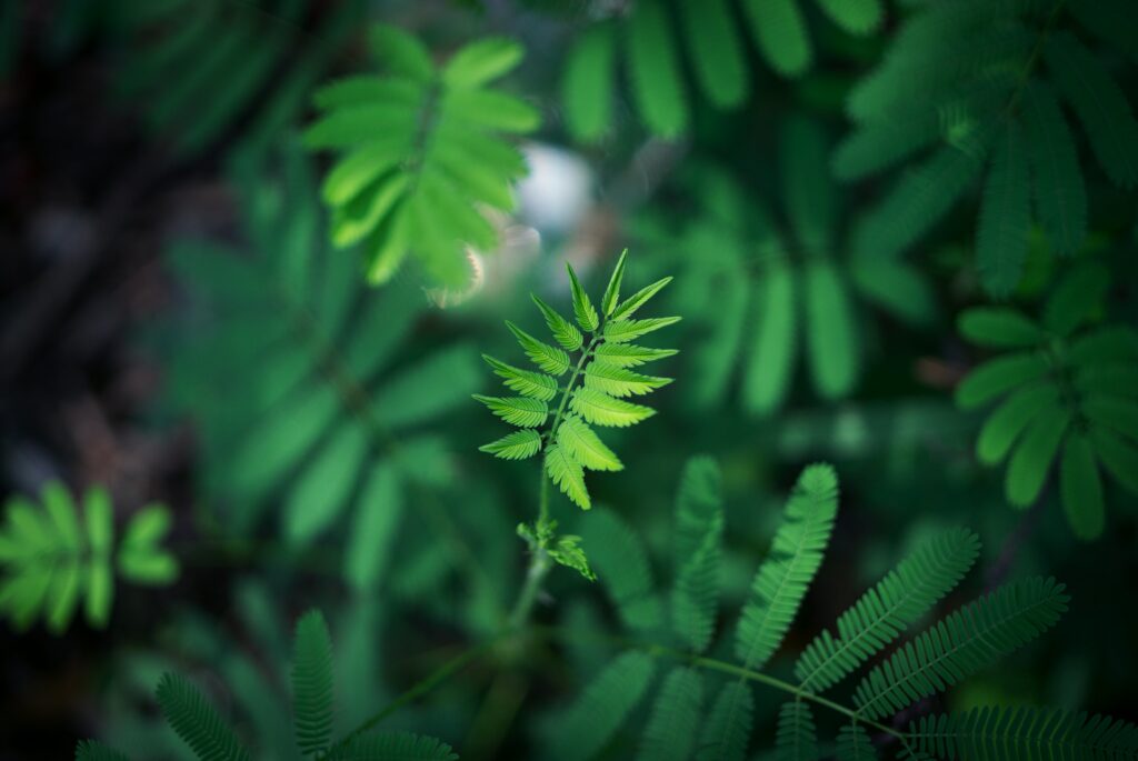 Vivid Green Leaf Wallpaper: Calming Natural Background Design