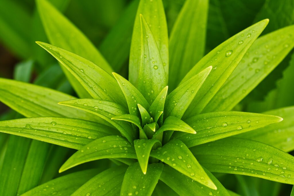 Fresh Green Leaves with Rain Droplets: Vivid Macro Wallpaper