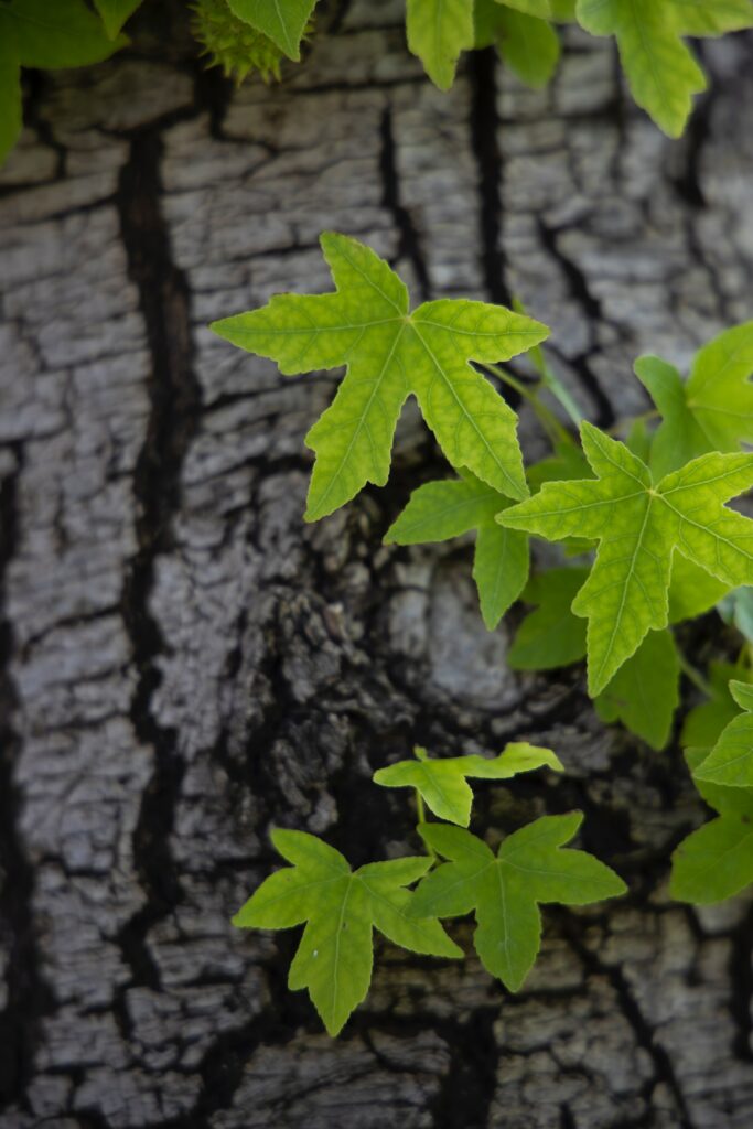 Vivid green leaves contrast with textured dark tree bark in a detailed natural wallpaper background