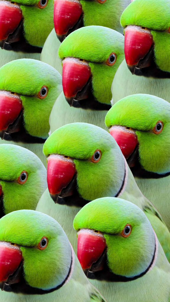 Vivid Green Parrots Wallpaper: Tropical Background Design