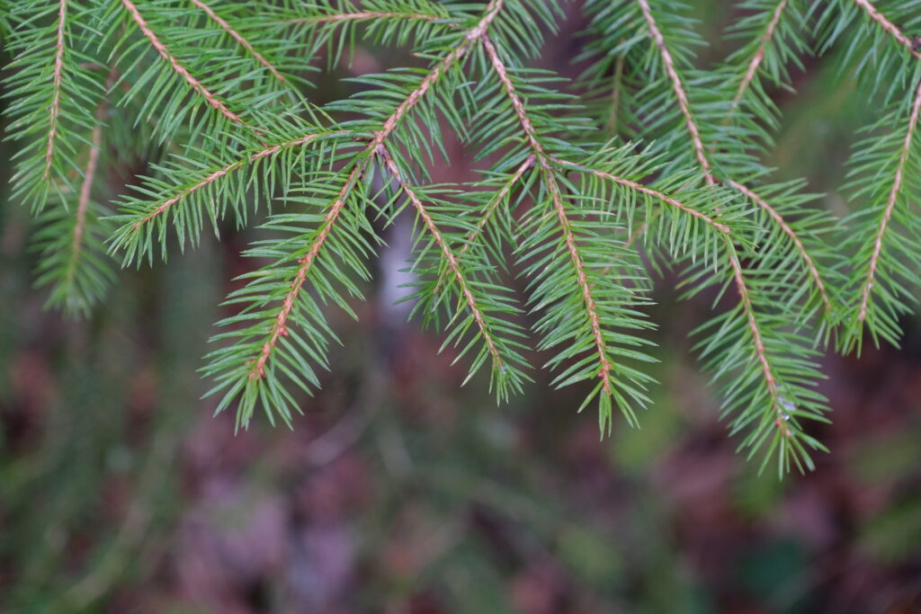 Sharp Macro of Pine Branches: Vivid Green Needles Wallpaper