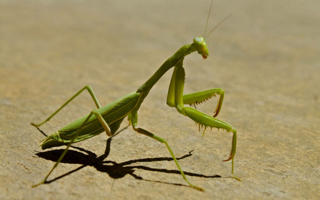 Vivid Green Praying Mantis on Brown Surface - Detailed Nature Wallpaper