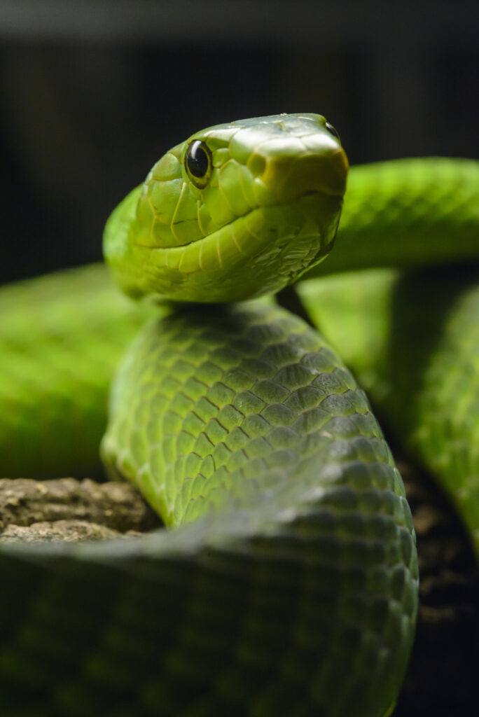 Stunning Green Snake Wallpaper: Intricate Scales & Intense Gaze