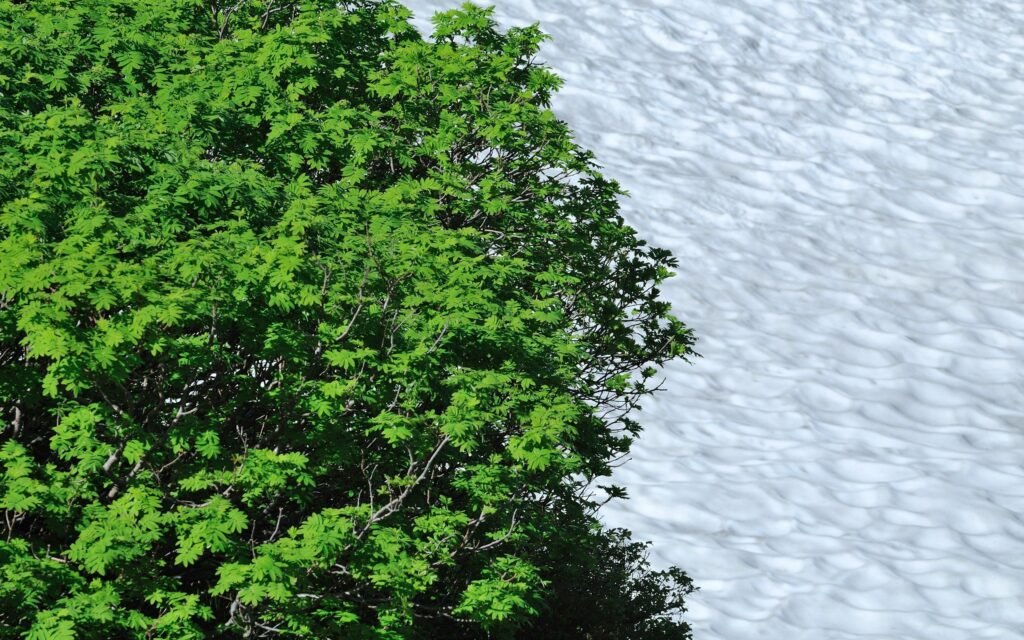 Vivid wallpaper with lush green tree foliage contrasting textured snow patterns nature background
