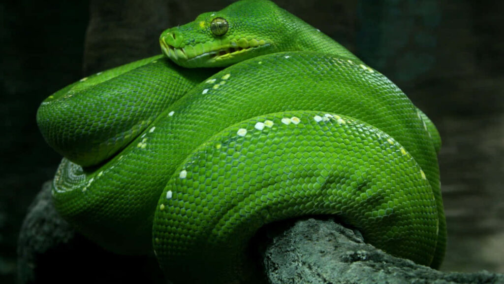 Stunning Green Tree Python on Branch: Vibrant Scales & Dark Background Wallpaper