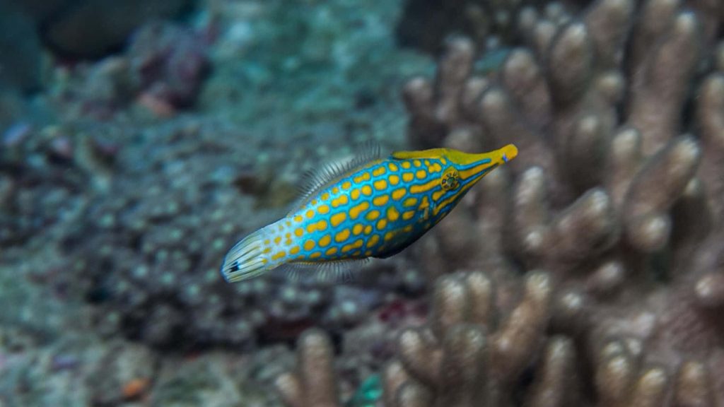 Harlequin Filefish with vivid blue body yellow spots and pointed snout near coral reef background Wallpaper