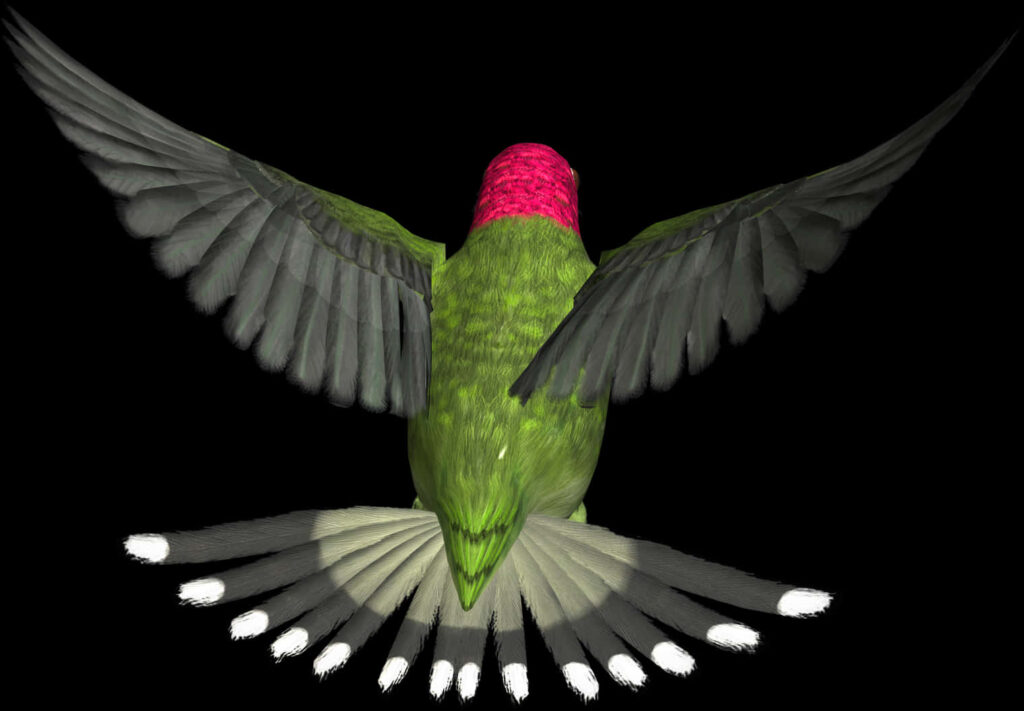 Vivid Hummingbird Wallpaper: Elegant Flight with Vibrant Colors