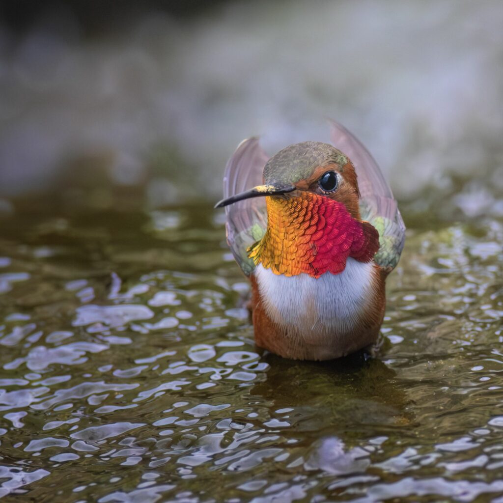 Vivid Hummingbird Wallpaper: Stunning 2400x2400 Wildlife Scene