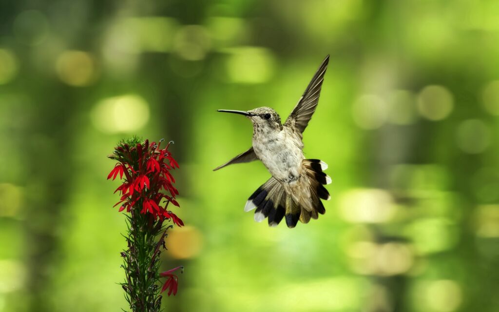 Vivid Hummingbird in Flight Near Red Flower - Stunning Wallpaper