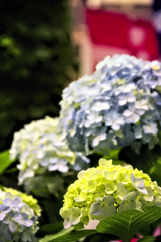 Vivid Hydrangea Wallpaper: Serene Green & Blue Floral Background