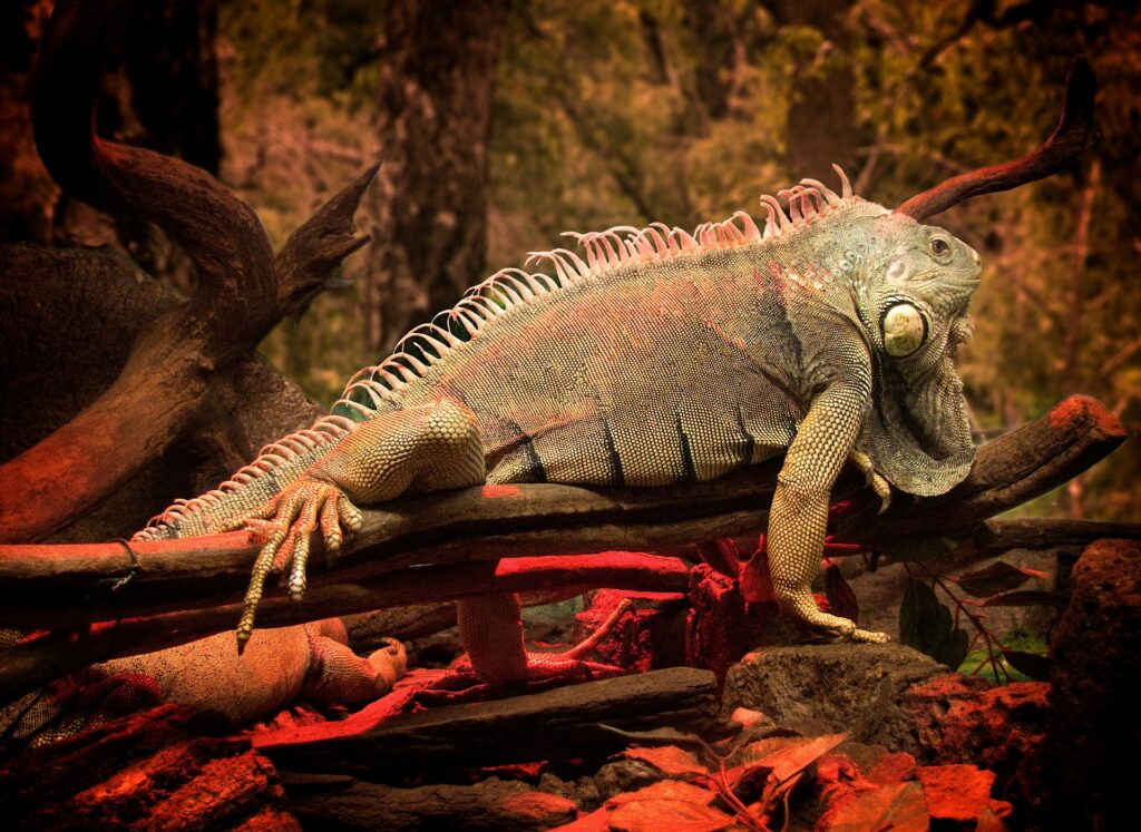 Vibrant Iguana Basking on Branch: Stunning Nature Wallpaper