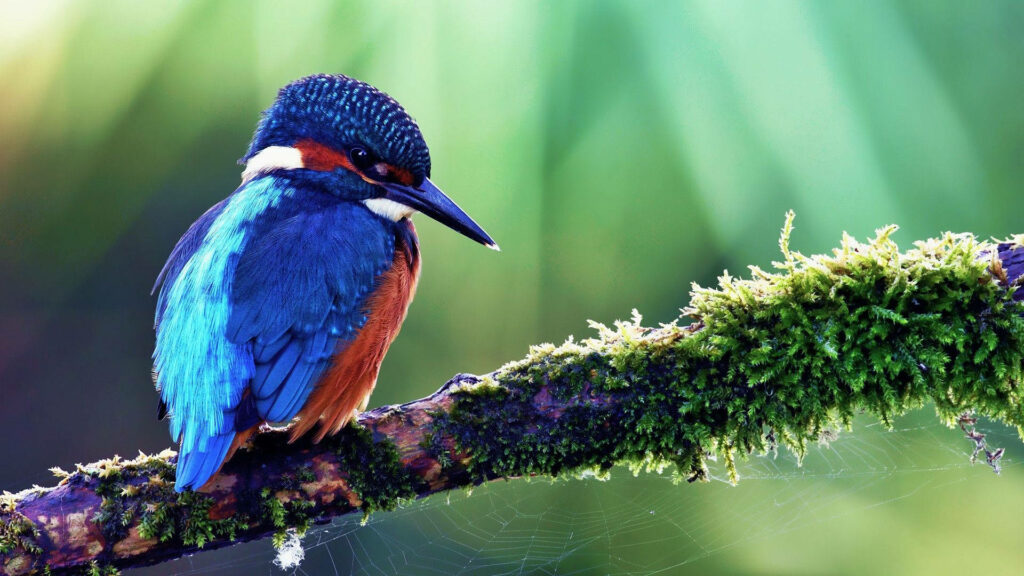 Vivid Kingfisher on Mossy Branch Against Blue Sky Background Wallpaper
