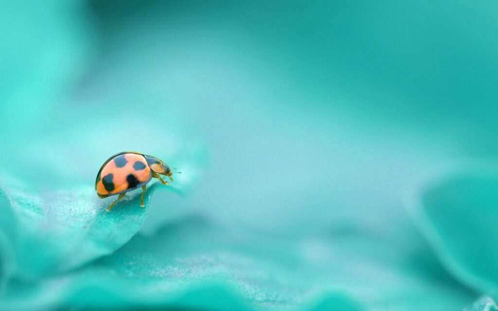 Vibrant Ladybug Close-Up on Soft Surface - Turquoise Wallpaper