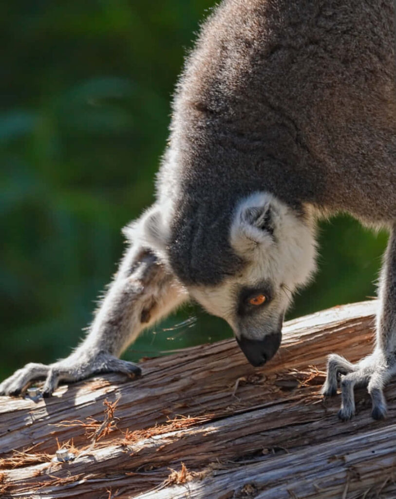 Vivid Lemur Exploring Under African Sun - Captivating Wallpaper
