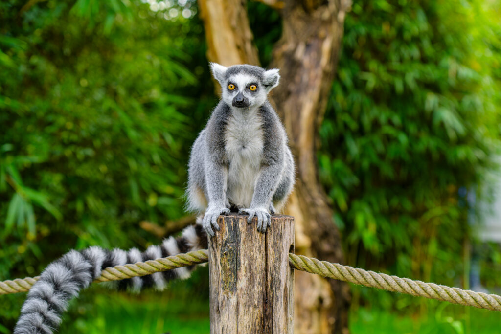 Stunning Lemur Wallpaper on Wooden Log with Lush Green Background