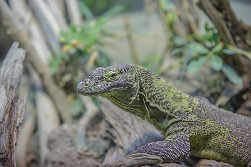 Close-Up Lizard Wallpaper: Intricate Scales & Vivid Colors