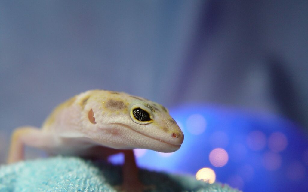 Close-Up Lizard Eye Wallpaper: Vivid Details & Soft Background