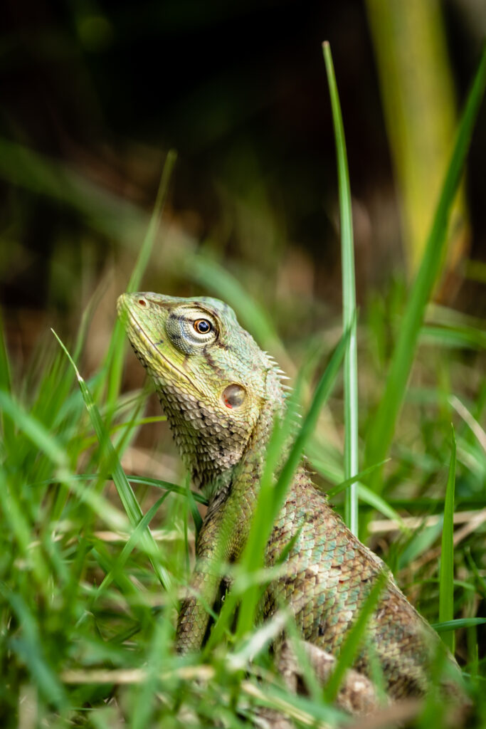 Macro Lizard Wallpaper: Vivid Scales & Grass Backgrounds