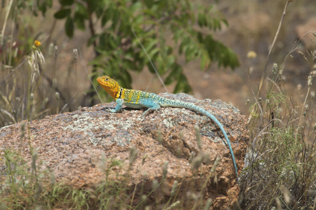 Vibrant Lizard on Rock: Colorful Wildlife Wallpaper Background