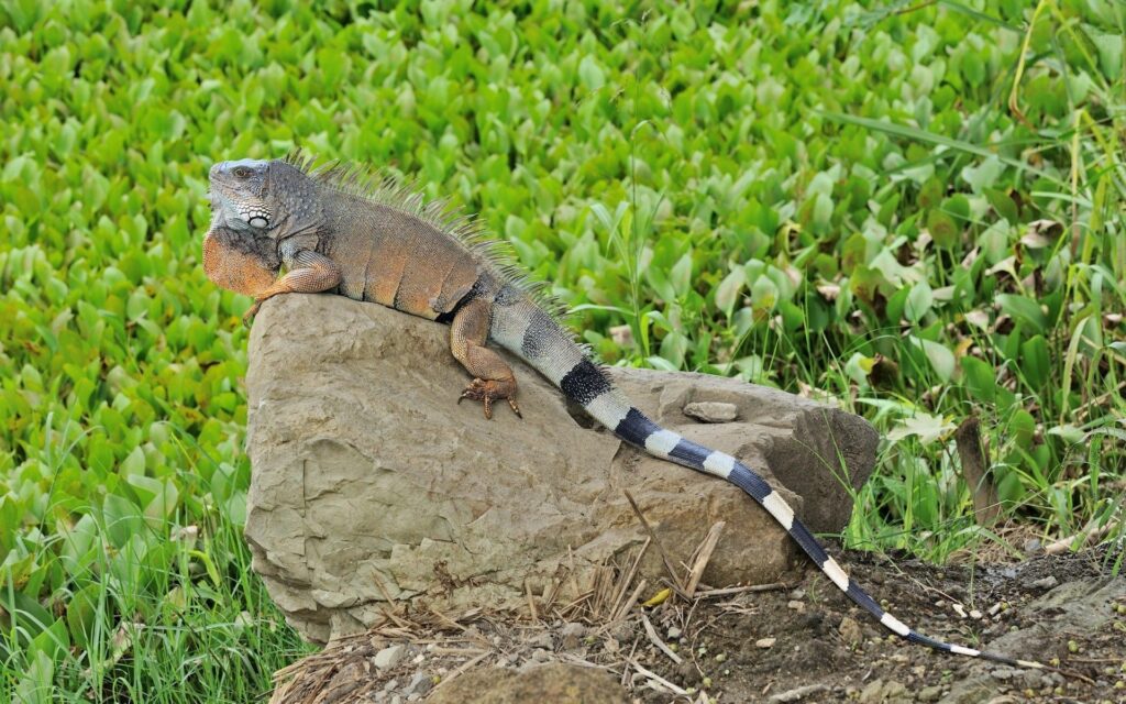 Vivid Lizard Basking on Stone - Serene 1920x1200 Nature Wallpaper