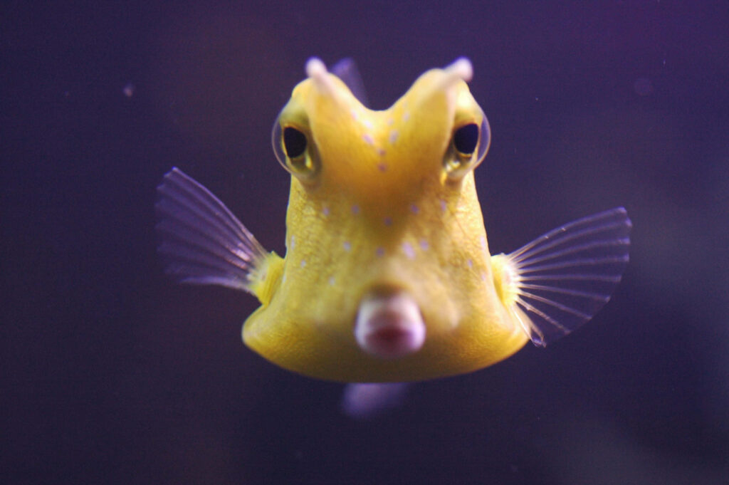 Vivid yellow Longhorn Cowfish with horn-like fins on deep purple underwater wallpaper background