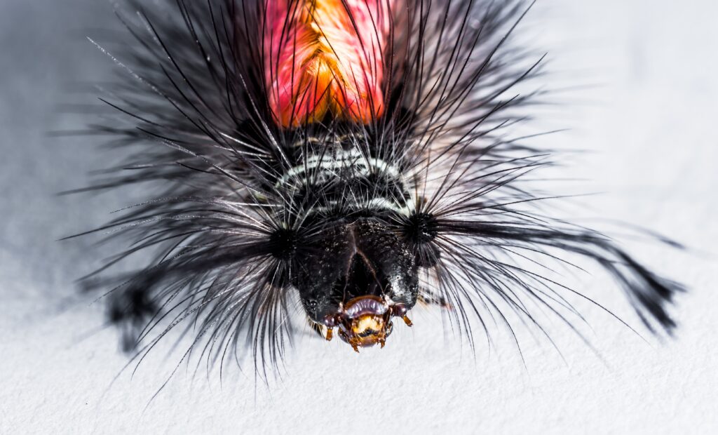 Macro Caterpillar Image: Vivid Colors & Intricate Textures Wallpaper