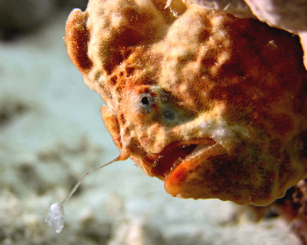 Macro photo of textured orange brown frogfish with fishing lure mimicking reef coral underwater Wallpaper