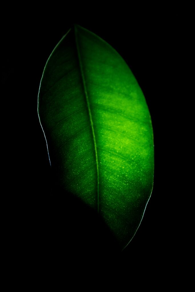 Vivid Macro Green Leaf Wallpaper: Intricate Details on Dark Background