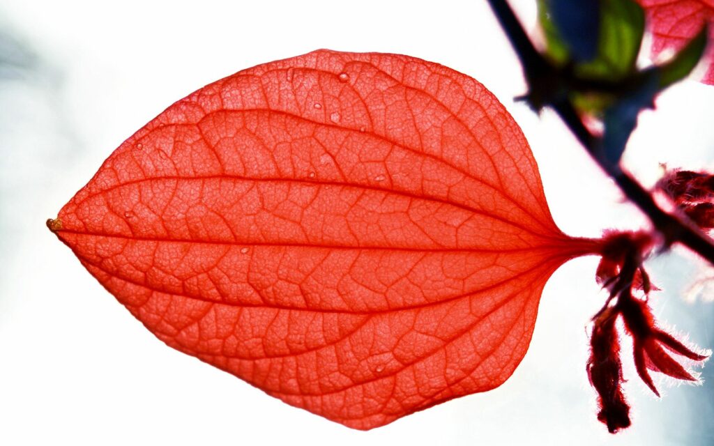 Vivid Red Leaf Macro: Intricate Veins & Soft Background Wallpaper