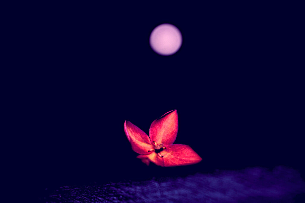 Stunning Red Flower Macro on Dark Blurred Background | Wallpaper