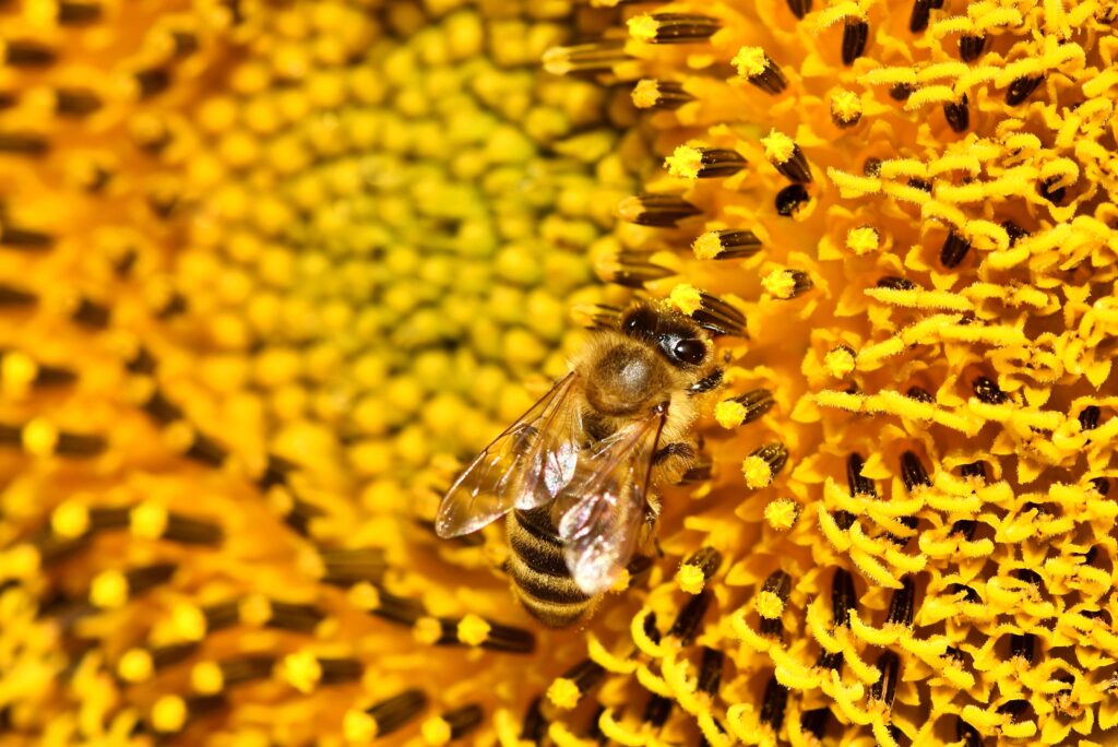 Vivid Macro Bee Collecting Pollen on Sunflower Wallpaper Background