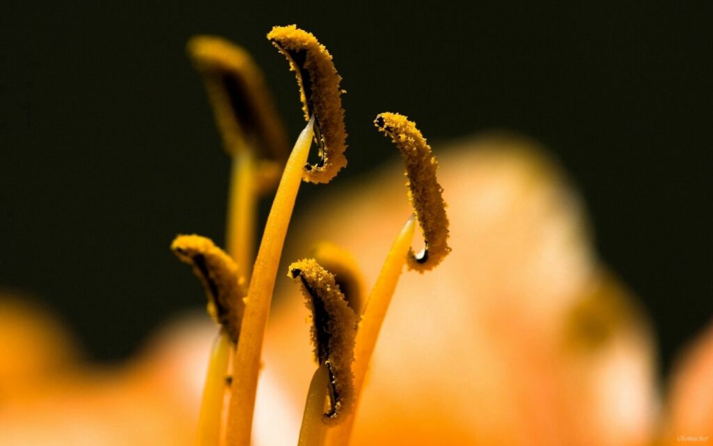 Intricate Macro Wallpaper of Flower Stamens on Blurred Background