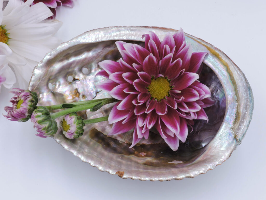 Vivid Magenta Flower on Iridescent Abalone Shell Background Wallpaper