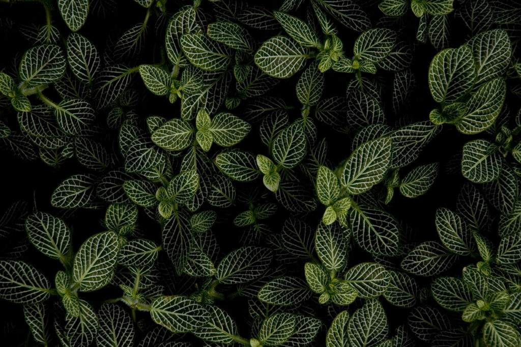 Aerial view of vibrant mint leaves with white veins on black background modern botanical wallpaper