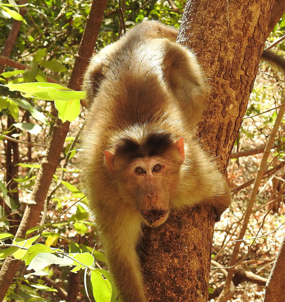 Captivating Monkey Wallpaper in Lush Forest with Natural Light
