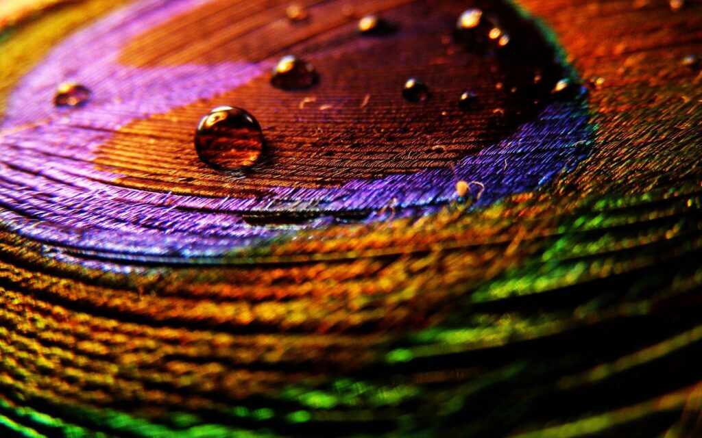 Vivid Multicolored Feather Wallpaper with Water Droplets Background
