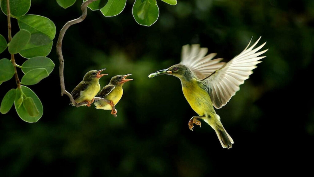Vibrant Nature Scene: Hummingbird Feeds Adorable Babies in Lush Greenery Wallpaper
