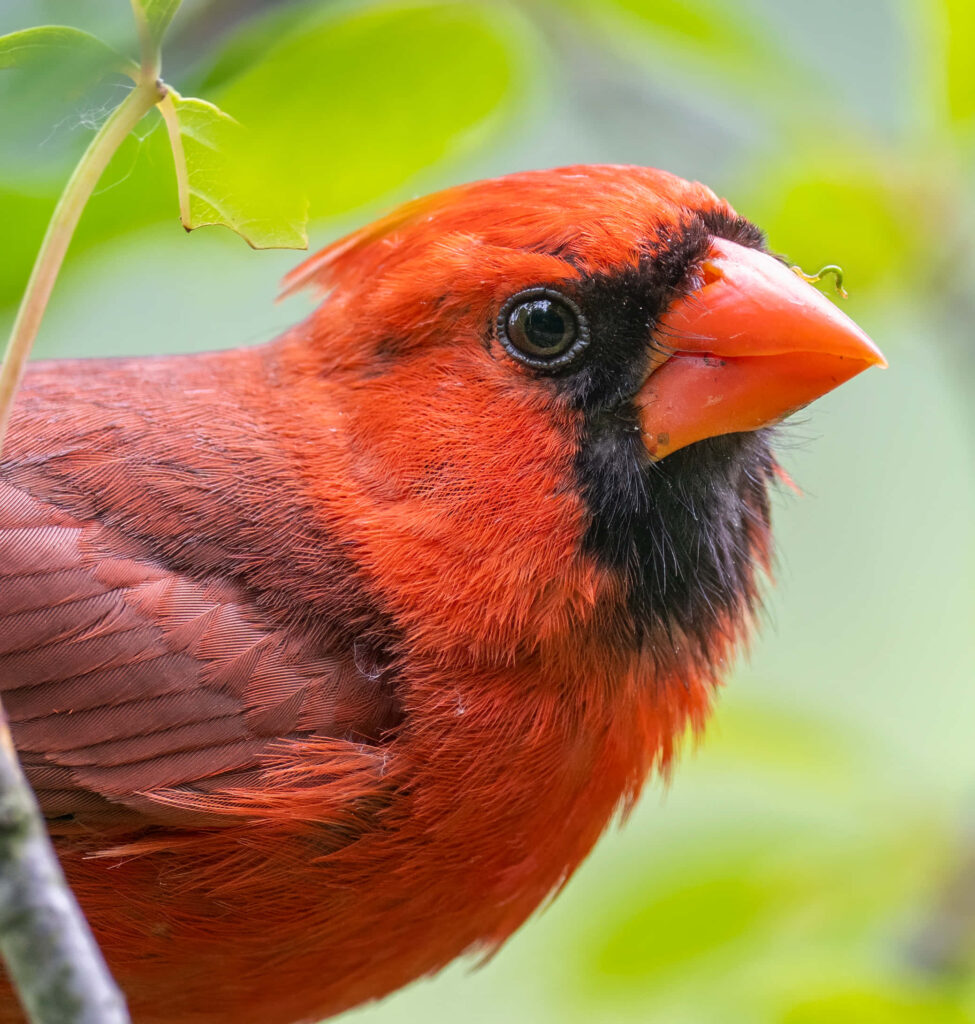 Bright red Northern Cardinal perched on green branch close-up showcasing sharp features Wallpaper